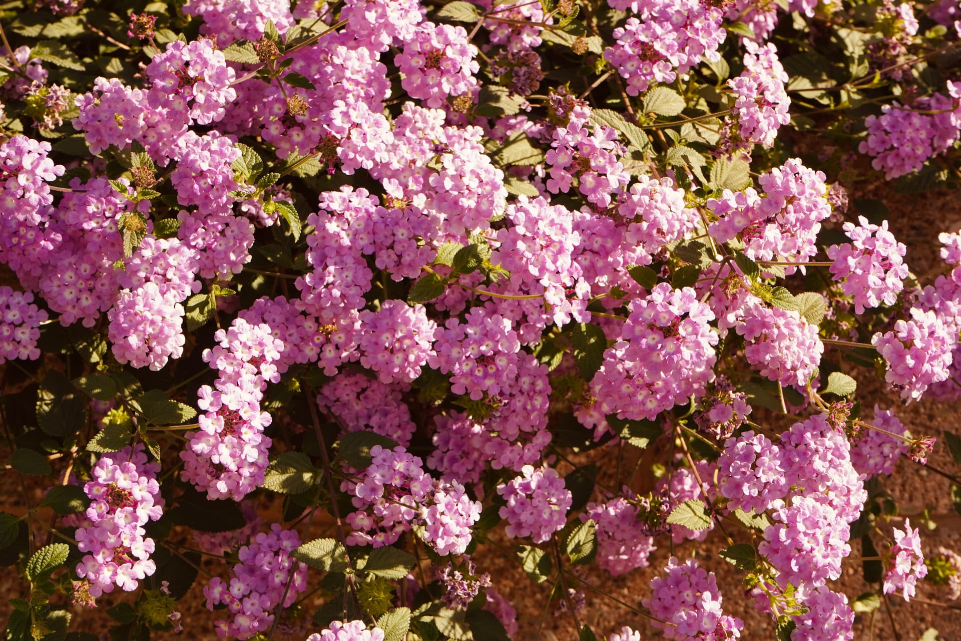 Portfolio image: 21cf2ce3-0d60-444d-8132-f962ccc121f2